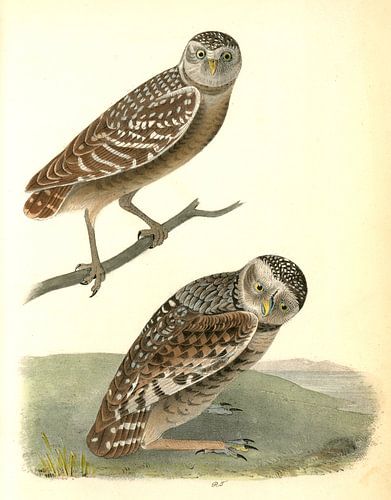 Hibou, Hibou des terriers, Audubon, John James, 1785-1851
