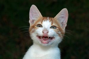 Lachende kat