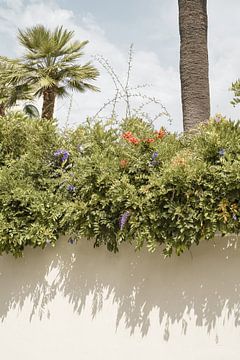 Pflanzen und Schatten in Sorrento, Italien von Henrike Schenk