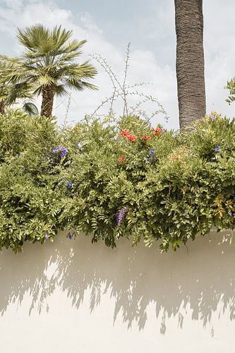 Planten En Schaduwen In Sorrento, Italië