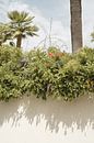 Pflanzen und Schatten in Sorrento, Italien von Henrike Schenk Miniaturansicht