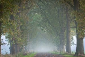 Avenue of Trees im Nebel