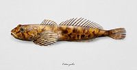 Groppe, Cottus gobio