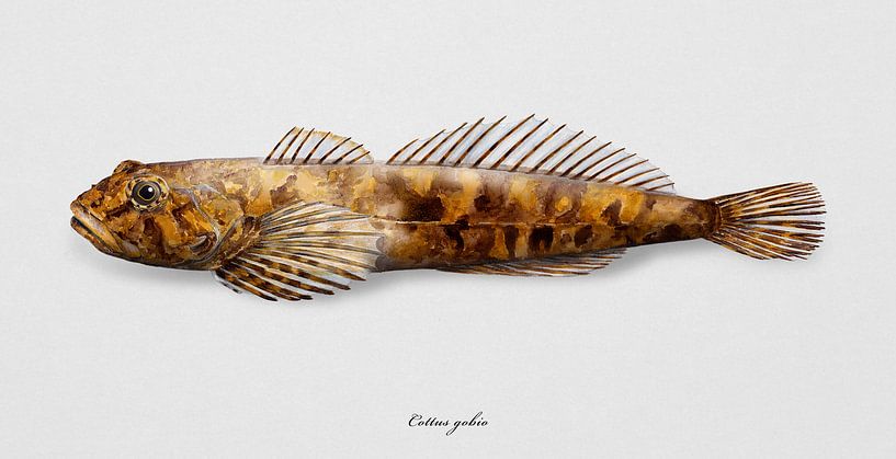 Groppe, Cottus gobio von Urft Valley Art