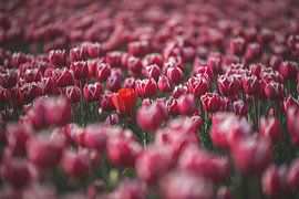 Rot zwischen rosa Tulpen von Marjolijn Barten