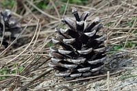 Dennenappel op een ondergrond van zand en naalden in de duinen van Noordwijk