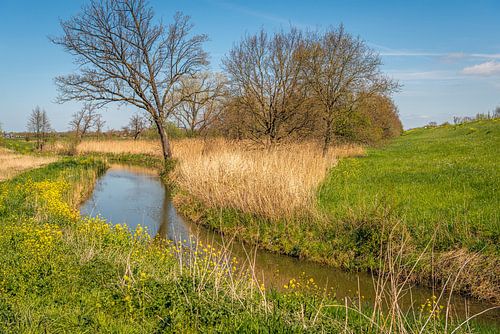 Kleurig Nederlands polderlandschap in het voorjaar