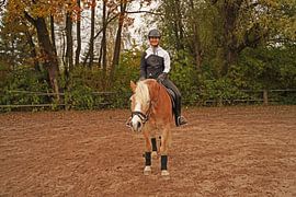 Training with the light brown Haflinger with beige mane