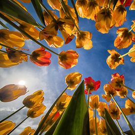 Tulpen van onderaf (horizontaal) van Marjolijn van den Berg