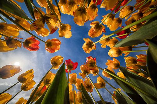 Tulpen van onderaf (horizontaal)