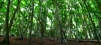 Groen in het bos