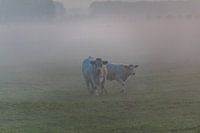 Cows in the fog