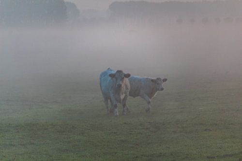 Koeien in de mist