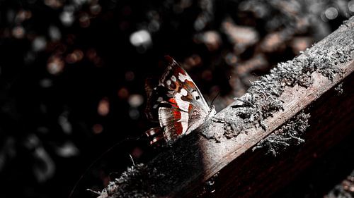 Derniers jours en tant que papillon