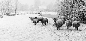 Snowy landscape with sheep