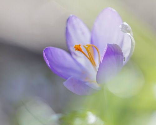 Crocus in the Netherlands