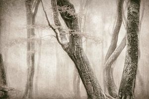 Tanzende Bäume von Lars van de Goor