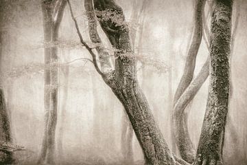 Dancing Trees by Lars van de Goor