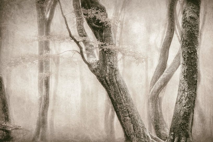Dancing Trees van Lars van de Goor