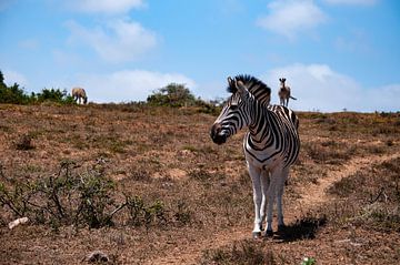 Zebra heuvel van Koen de Geus