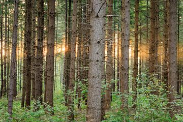 Conifers with sun in the woods near Austerlitz on the Utrecht Hill Ridge by Sjaak den Breeje