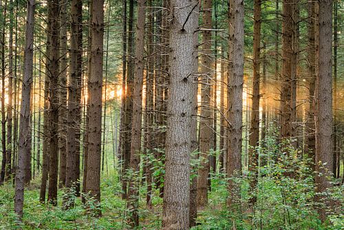 Naaldbomen met zon in de bossen bij Austerlitz op de Utrechtse Heuvelrug