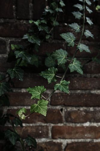 Le lierre suspendu, qui contraste magnifiquement avec le mur de pierre.