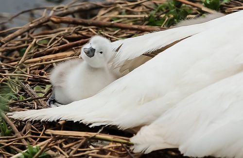 Hello World  ! said the little swan