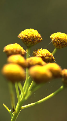 Des boutons dorés dans la lumière d'automne