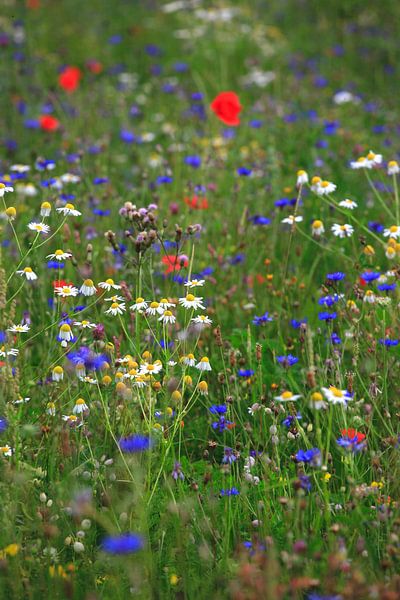Sommerwiese von Thomas Jäger