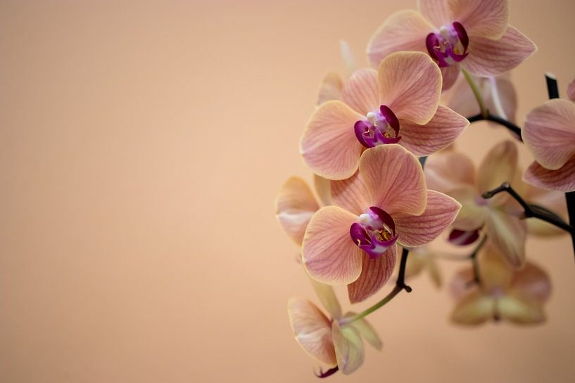 Phaleanopsis by Annick Woldring