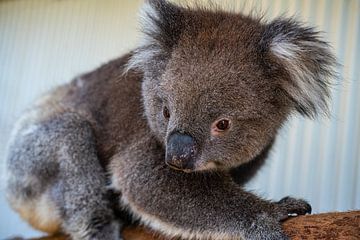 Koala van Stefan Havadi-Nagy