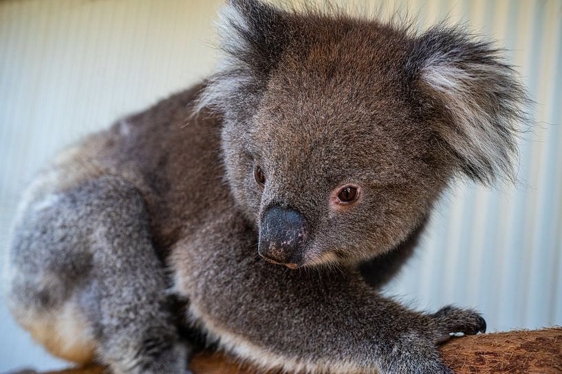 Koala van Stefan Havadi-Nagy