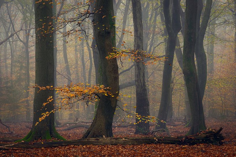 Waldsinfonie von Roelie Steinmann