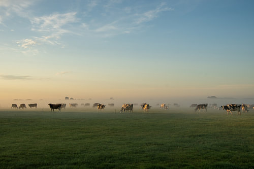 Des vaches dans la brume