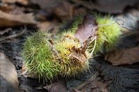 Husk Sweet Chestnut