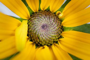 cœur de fleur jaune