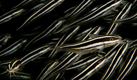 Plotosus lineatus by Enak Cortebeeck