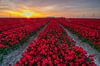 Tulpenfeld bei Sonnenuntergang auf Flevoland von Arthur Puls Photography Miniaturansicht