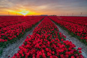 Champ de tulipes au coucher du soleil sur le Flevoland sur Arthur Puls Photography