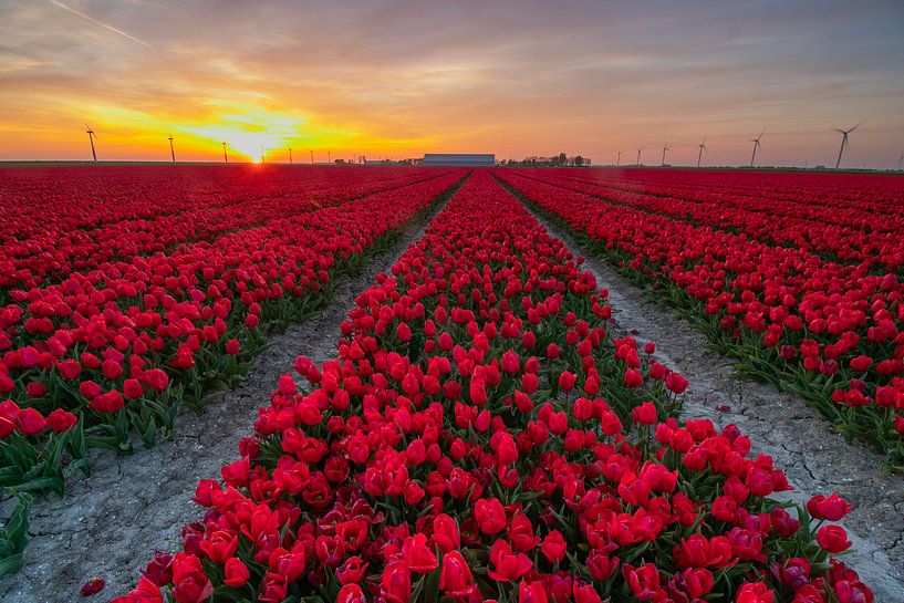 Tulpenveld tijdens zonsondergang in Flevoland van Arthur Puls Photography