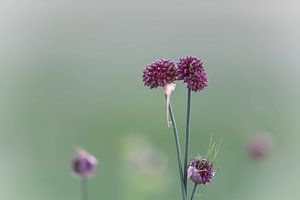 paarse wildgroei van Tania Perneel