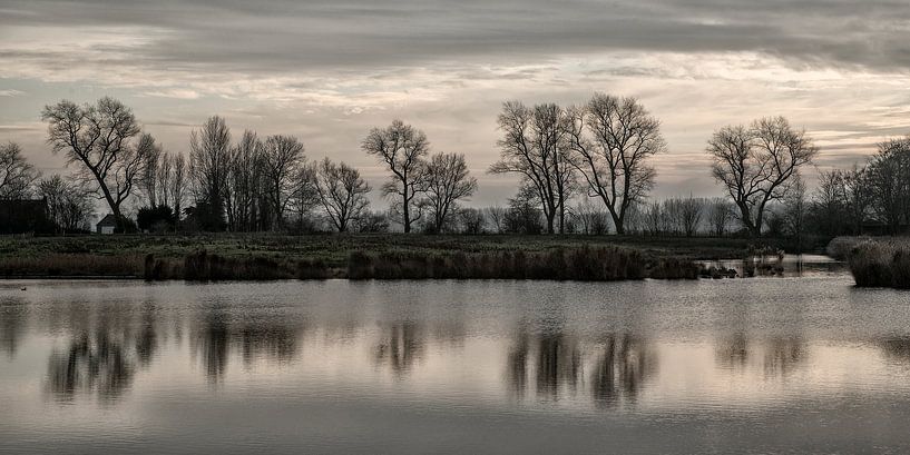 Chauve par Mario de Lijser