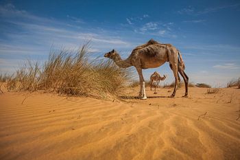 Dromedarissen sahara 
