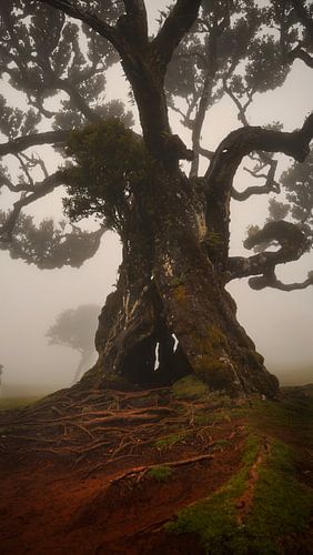 Mysteriöser Fanalwald mit Nebel und Kühen