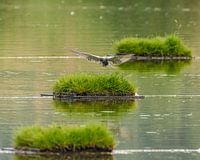 landent in het groen