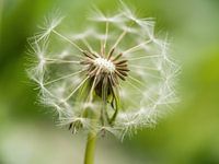 Paardenbloem