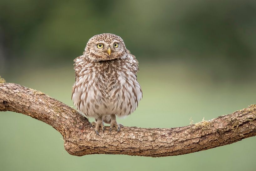 Steinkauz, Athen Noctua von Gert Hilbink