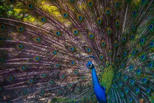 Wauw Pauw 2 sur Photography by Karim
