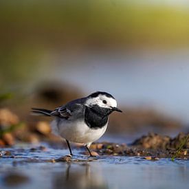 White Wagtail by Tom Zwerver
